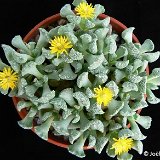 Rhinephyllum broomii Jlcoll.4015   ÉPUISÉ - OUT of STOCK - AGOTADO